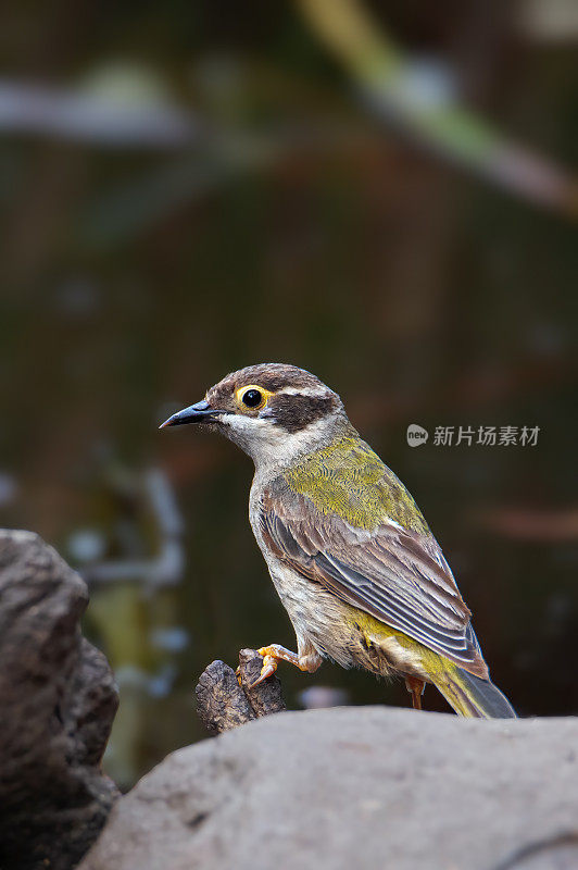 褐头蜜蜂(Melithreptus brevirostris)